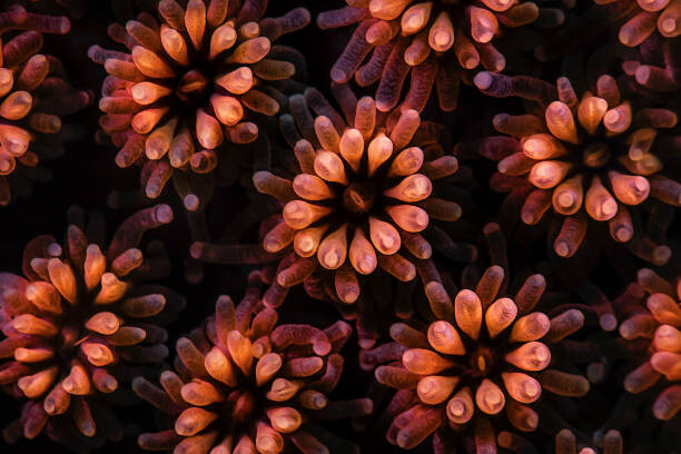 Canvas Print Underwater image take coral polyps