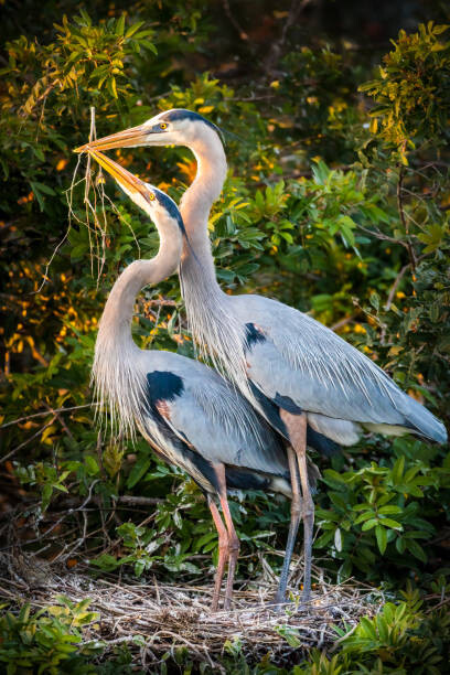 Canvas Print Valentine's Day Birds