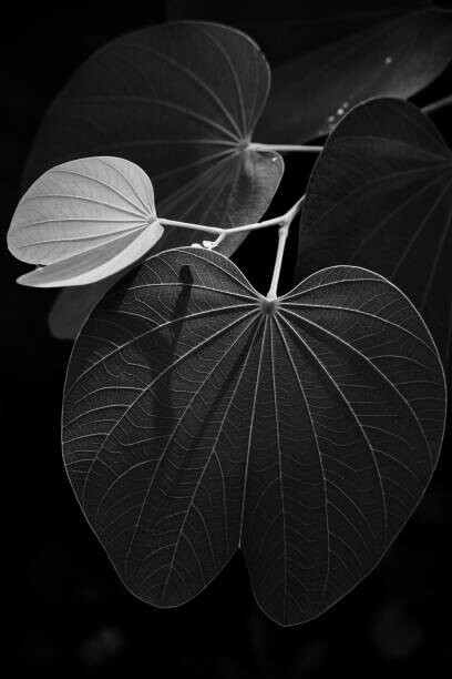 Canvas Print Veins of a leaf