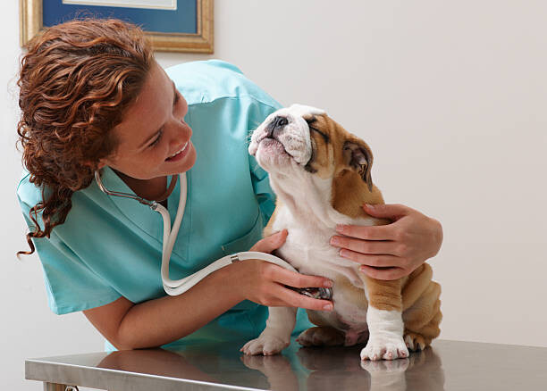 Canvas Print Veterinarian Examining Smiling Bulldog Puppy