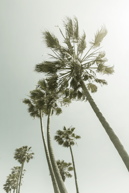 Canvas Print Vintage Palm Trees in the sun