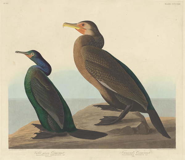 Canvas Print Violet-green Cormorant and Townsend's Cormorant