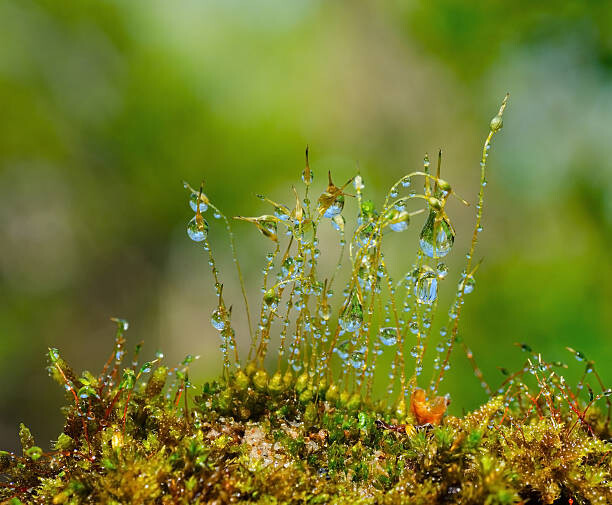 Canvas Print Water drops on moss with Sun beams