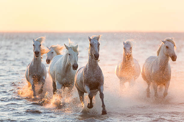 Canvas Print White horses running through water, The Camargue