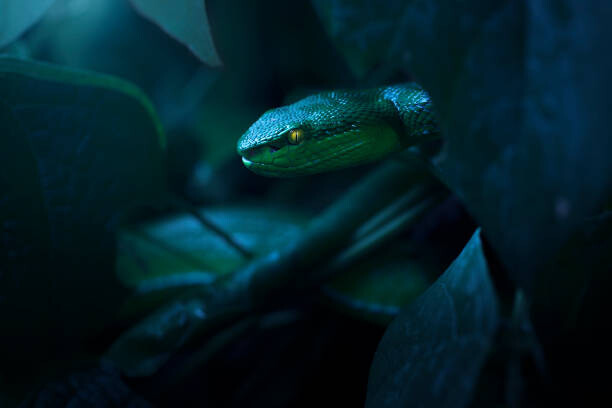 Canvas Print White lipped pit viper (Trimeresurus albolabris)