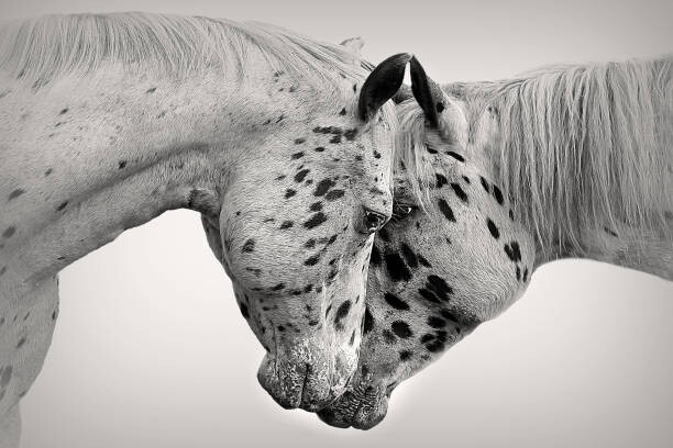 Canvas Print White on White