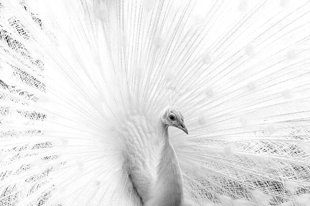Canvas Print White peacock