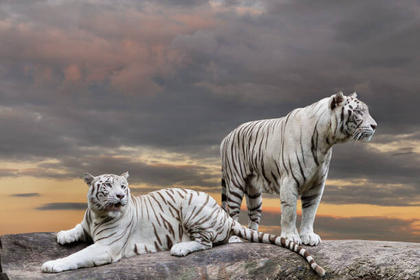 Canvas Print white tiger portrait