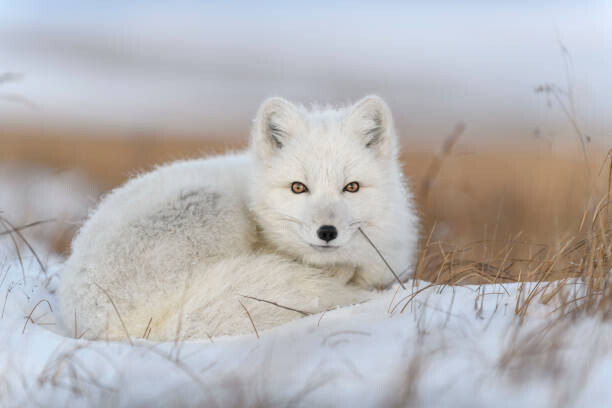 Canvas Print Wild arctic fox  in tundra