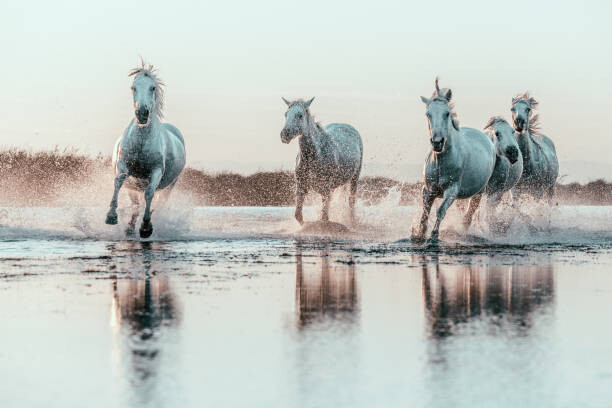 Canvas Print Wild White Horses of Camargue running in water