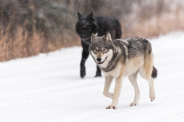 Canvas Print Wild Wolves, canis lupus, in the Canadian Rockies