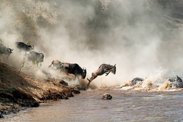 Canvas Print Wildebeest Leaping in Mid-Air Over Mara River