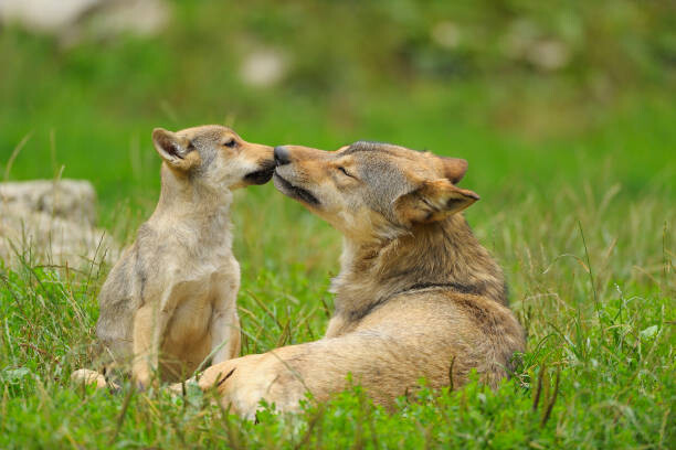 Canvas Print Wolf, Canis lupus, and Cub, Summer