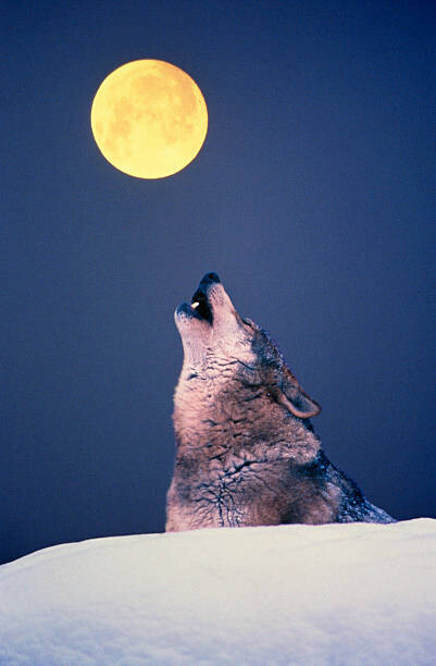 Canvas Print Wolf howling at full moon