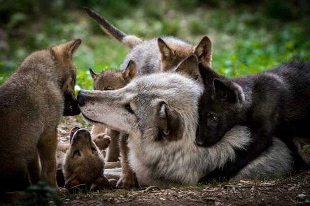 Canvas Print Wolf with litter of playful cubs