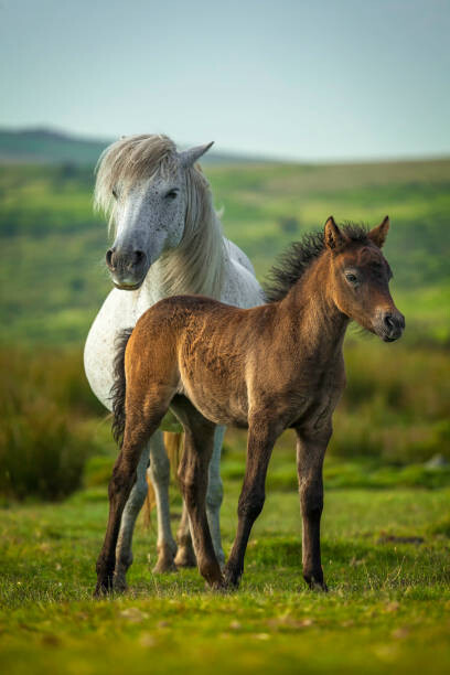 Canvas Print Young and adult horse