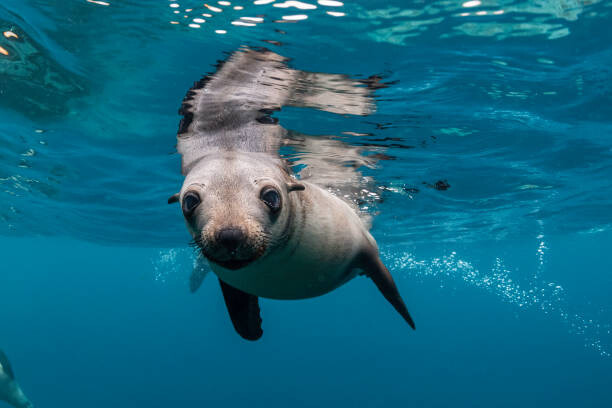 Canvas Print Young Australian fur seal, Montague Island