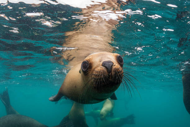Canvas Print Young South American sea lion pup