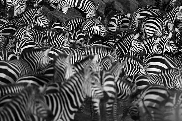 Canvas Print Zebra herd