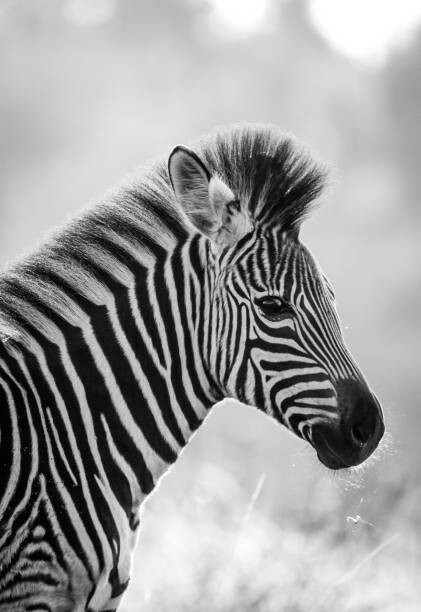 Canvas Print Zebra