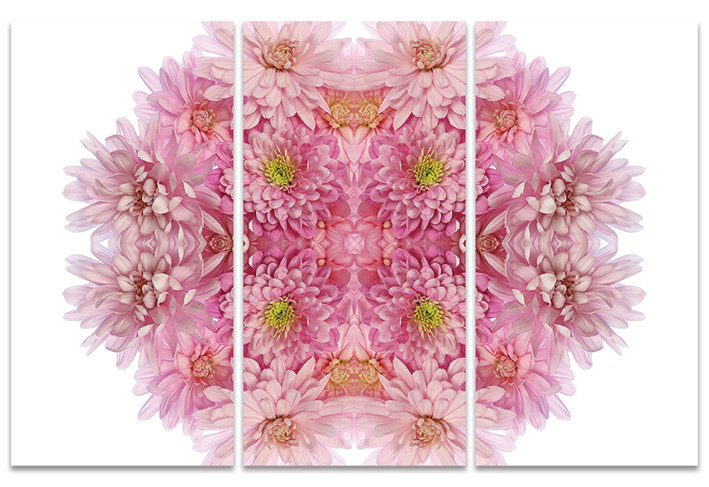 Alyson Fennell - Pink Chrysanthemum Explosion Canvas Print