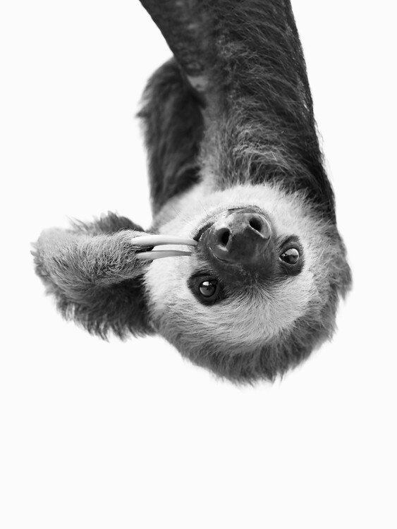 Canvas-taulu Sloth BW