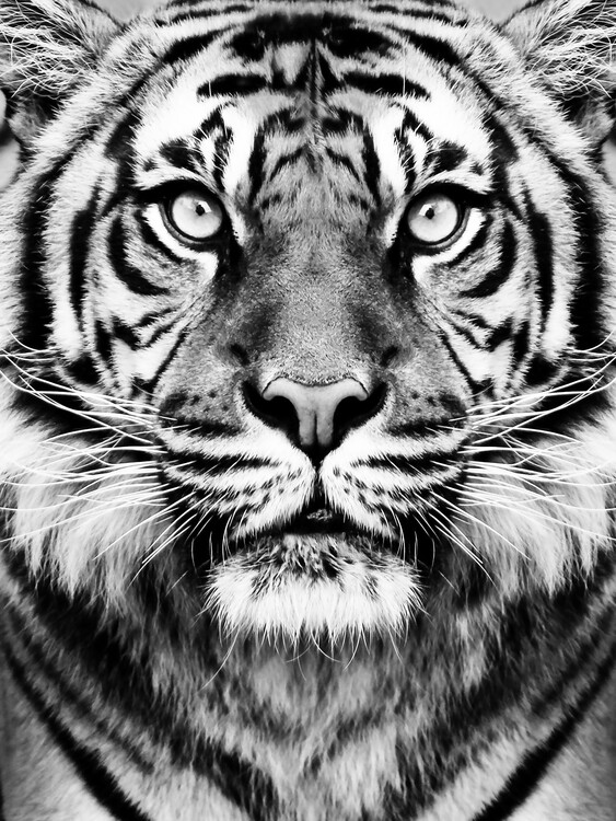 Canvas-taulu Tiger BW