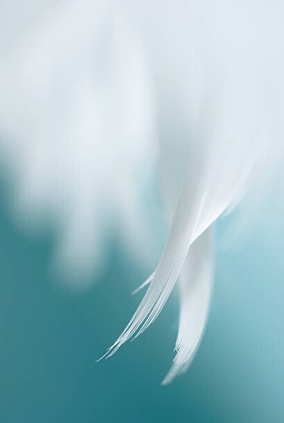 Canvas-taulu Angel's wings