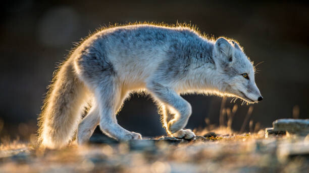 Canvas-taulu ArticFox