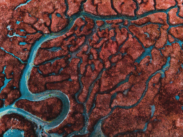 Canvas-taulu Beautiful pattern created by river delta