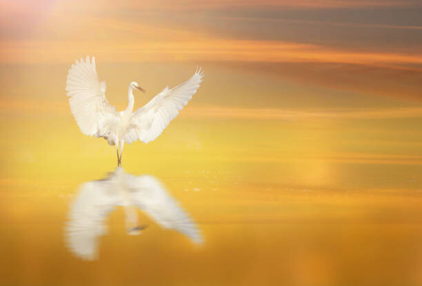 Canvas-taulu Bird Dance