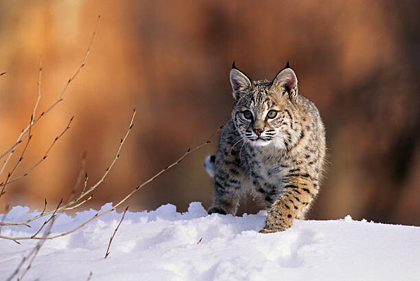 Canvas-taulu Bobcat, Felis rufus, walking in snow,