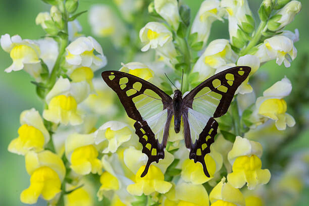 Canvas-taulu Butterfly