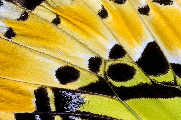 Canvas-taulu Butterfly wing detail Graphium antiphates