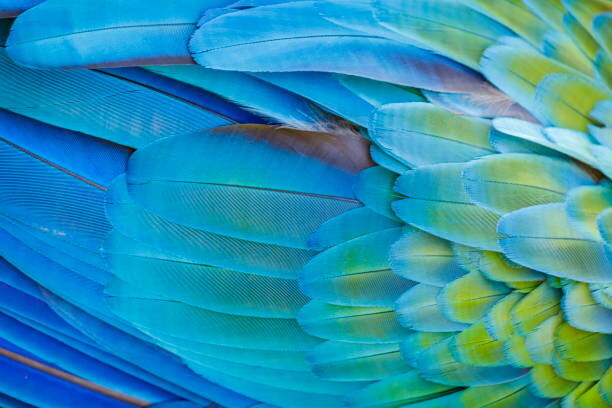 Canvas-taulu Colorful Parrot macaw wing - tropical