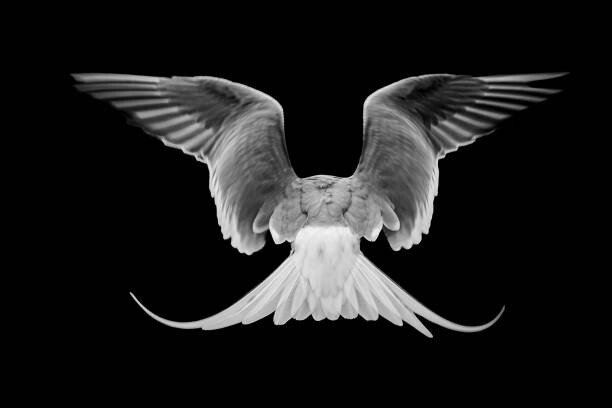 Canvas-taulu Common Tern,Close-up of dove flying against