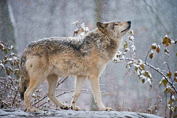 Canvas-taulu Easter gray wolf In winter
