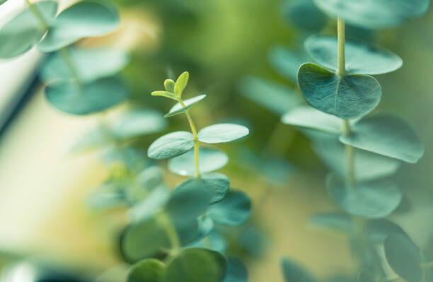 Canvas-taulu Eucalyptus