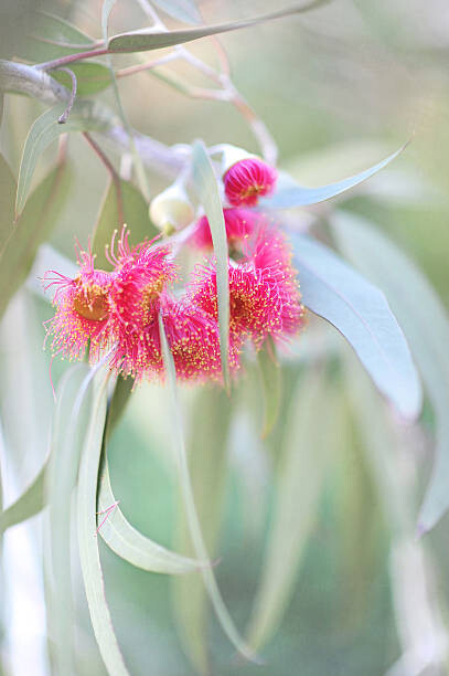Canvas-taulu Flowering eucalyptus trees