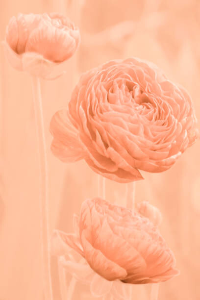 Canvas-taulu Flowers and buds of apricot-colored ranunculus