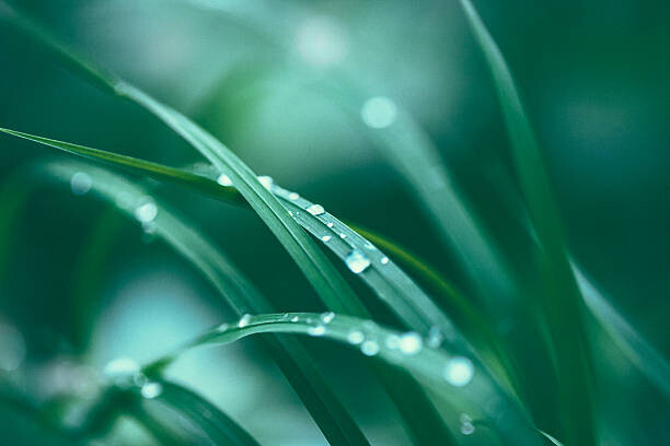 Canvas-taulu Fresh spring grass
