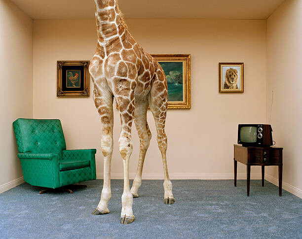 Canvas-taulu Giraffe in living room, low section