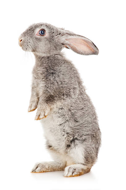 Canvas-taulu Gray rabbit