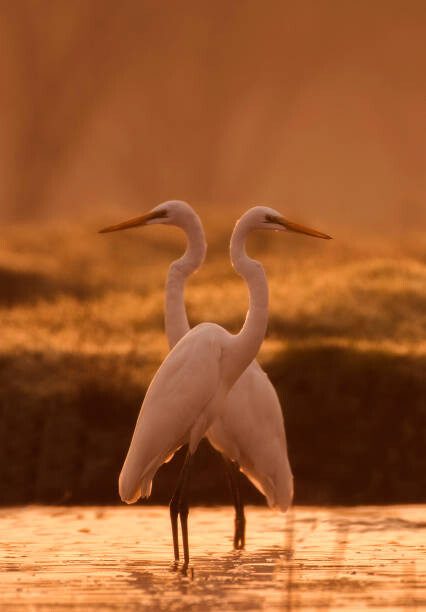 Canvas-taulu Great egret