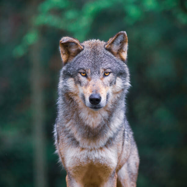 Canvas-taulu Grey wolf  looking straight in