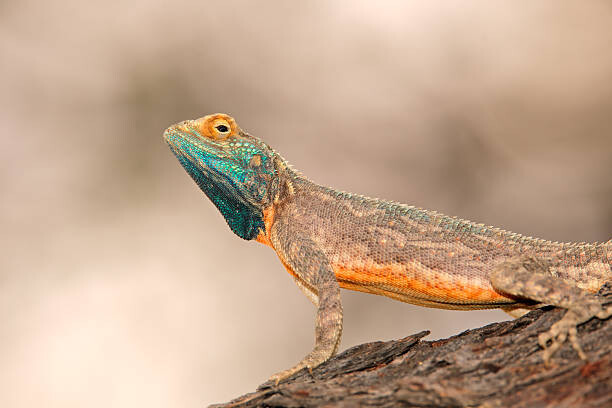 Canvas-taulu Ground agama