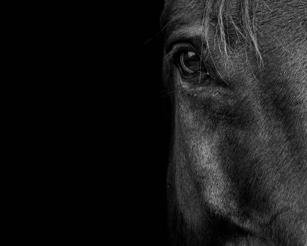 Canvas-taulu Horse