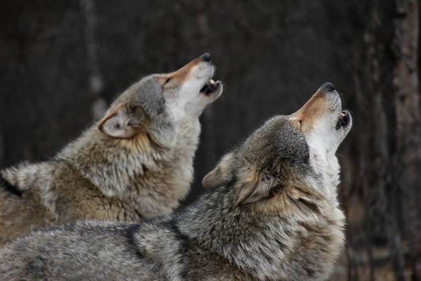 Canvas-taulu Howling wolves