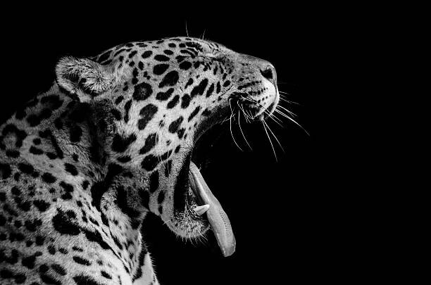 Canvas-taulu Jaguar