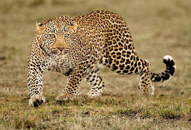 Canvas-taulu Leopard
